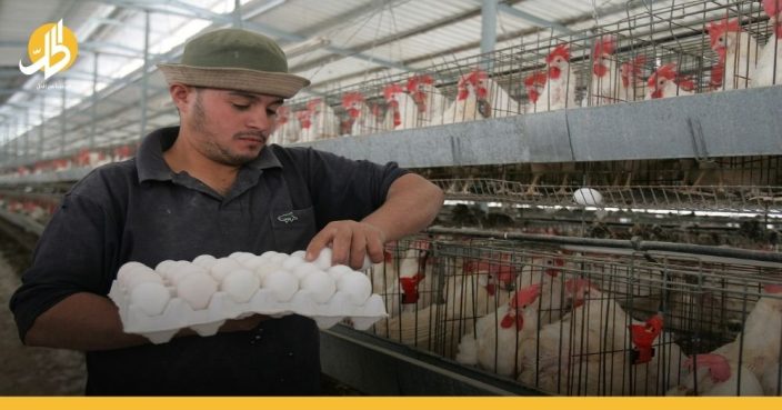 ارتفاع سعر البيض السوري.. هل ينقرض الدجاج؟