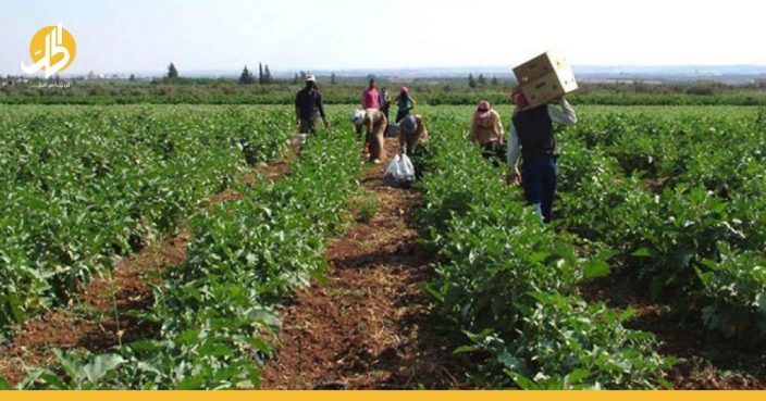 للمزارعين فقط.. “بطاقة ذكية” جديدة في سوريا