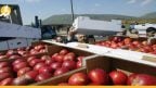 “السورية للتجارة” تبيع التفاح بالمزاد العلني لضعف القوة الشرائية