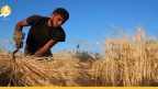 زيادة قيمة شراء القمح من الفلاحين.. هل يرتفع سعر الخبز في سوريا؟