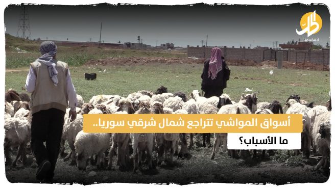 بسبب الجفاف.. تراجع غير مسبوق في أسواق المواشي شمال شرقي سوريا