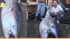 طرطوس.. بيع سمكة بأكثر من 2 مليون ليرة سورية