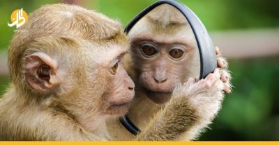 “جدري القرود” يرعب العالم والعديد من الدول تؤكد “الجهوزية التامة”