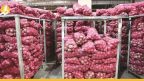 الزيتون والثوم والبصل يغادرون الأسواق السورية