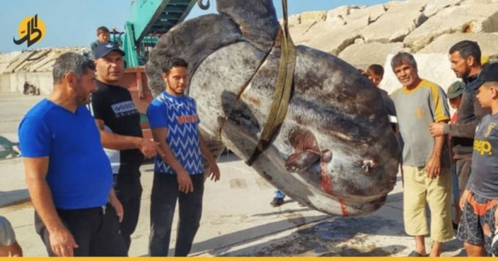 سوريا.. سمكة عملاقة نادرة تُباع بـ50 ألف ليرة