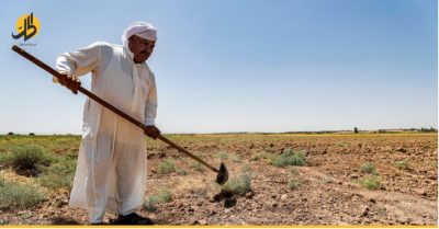 الزراعة العراقية تستخلص بذور حنطة مقاومة للجفاف والملوحة