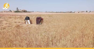 بحجة حماية بيادر القمح.. “الثوري” الإيراني يبتز المزارعين في دير الزور