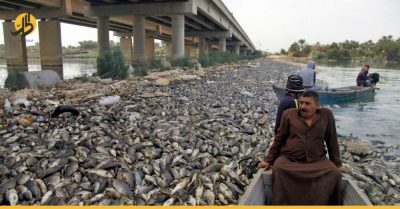 أسعار جنونية وخطر محدق.. من يقف خلف نفوق الأسماك في العراق؟