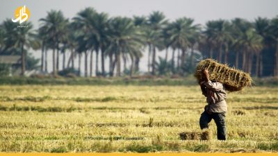 بغداد تطمئن العراقيين بشأن مخزون القمح