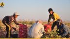 خسائر كبيرة لمزارعي البصل في حماة.. فما علاقة القمح؟