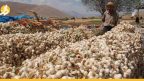 سوريا: المازوت الأسود يحرق أسعار الثوم والفواكه للأثرياء