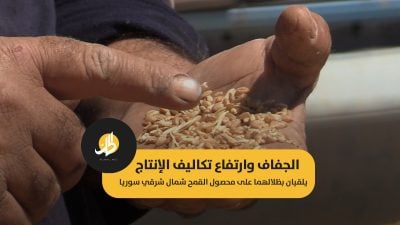 الجفاف وارتفاع تكاليف الإنتاج.. يلقيان بظلالهما على محصول القمح شمال شرقي سوريا