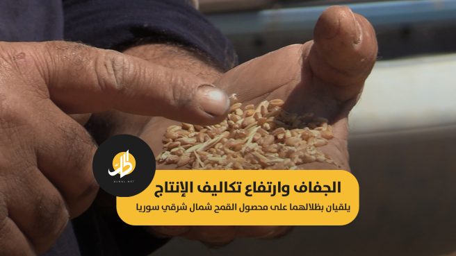 الجفاف وارتفاع تكاليف الإنتاج.. يلقيان بظلالهما على محصول القمح شمال شرقي سوريا