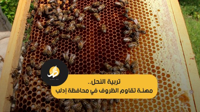 تربية النحل.. مهنة تقاوم الظروف في محافظة إدلب