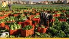 كارثة تهدد المحاصيل الصيفية في سوريا