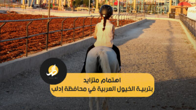 اهتمام متزايد بتربية الخيول العربية في محافظة إدلب