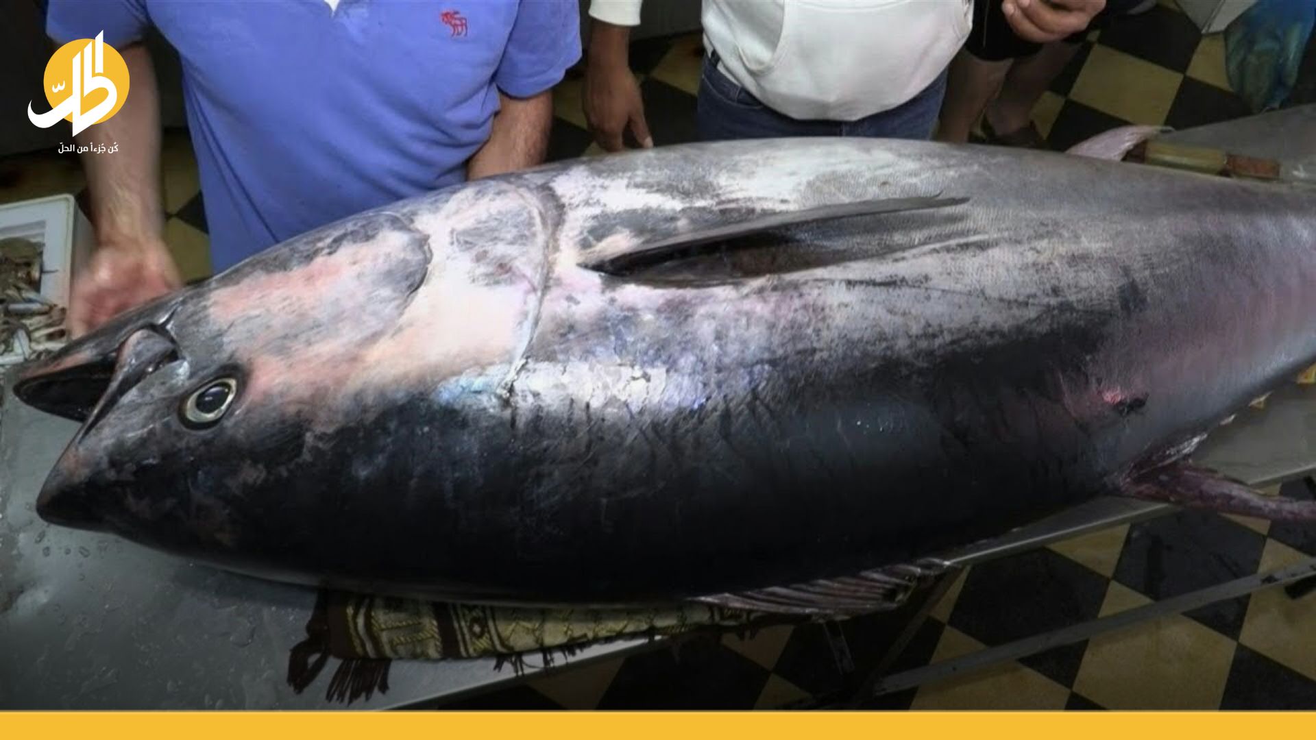 “أم عين“.. سمكة بمليون ليرة سوريّة