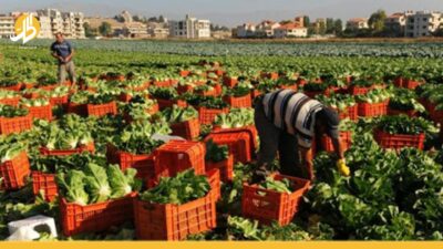 الزراعة أكثر المجالات الاستثمارية فعالية في سوريا