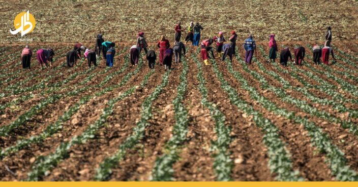 الهجرة من سوريا وصلت إلى القطاع الزراعي.. ما القصة؟