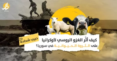 الأزمة الغذائية في سوريا: كيف تتعامل حكومة دمشق مع تناقص الثروة الحيوانية؟