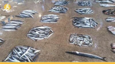 وزارة الصحة تحذر السوريين من شراء الأسماك.. ما الأسباب؟