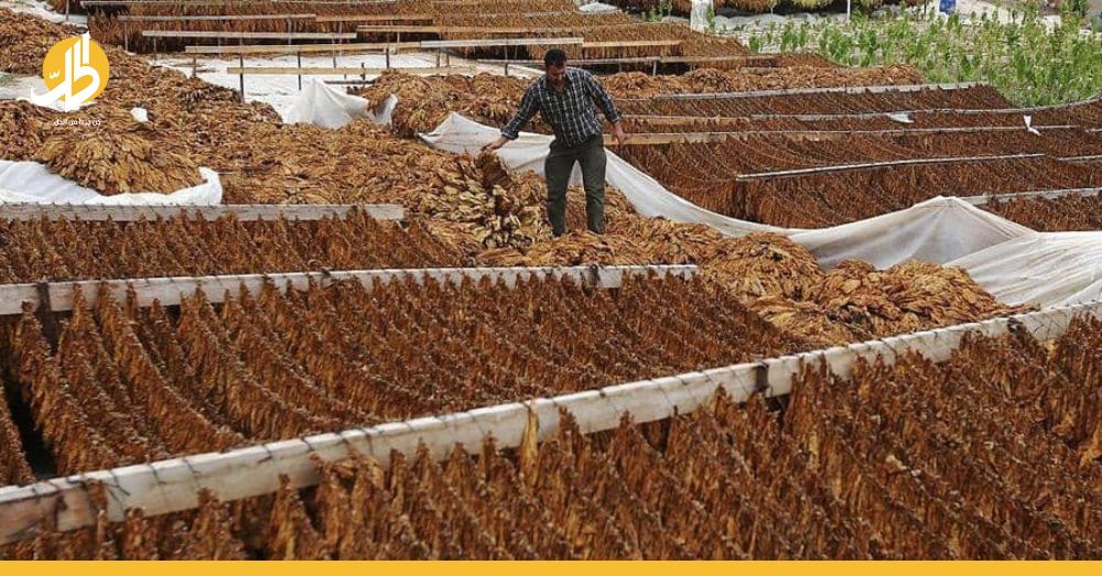 التبغ أحدث الإضافات على قوائم ارتفاع الأسعار بسوريا