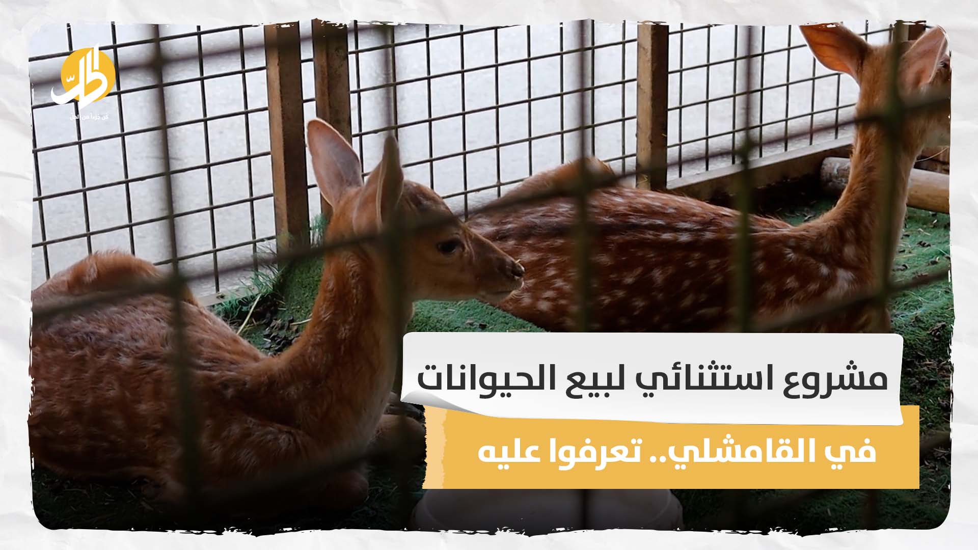 مشروع استثنائي لبيع الحيوانات في القامشلي.. تعرفوا عليه