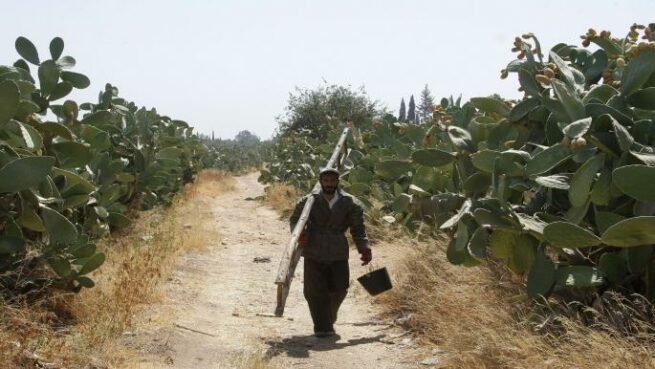 نقص المياه يهدّد الزراعة في سوريا - "فرانس برس"
