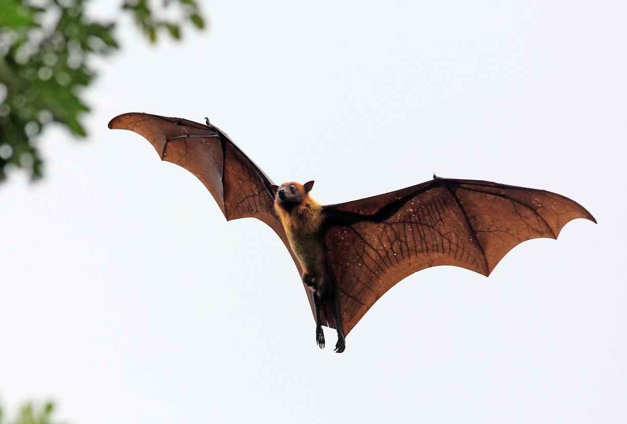 الخفافيش في غابات البرازيل - إنترنت
