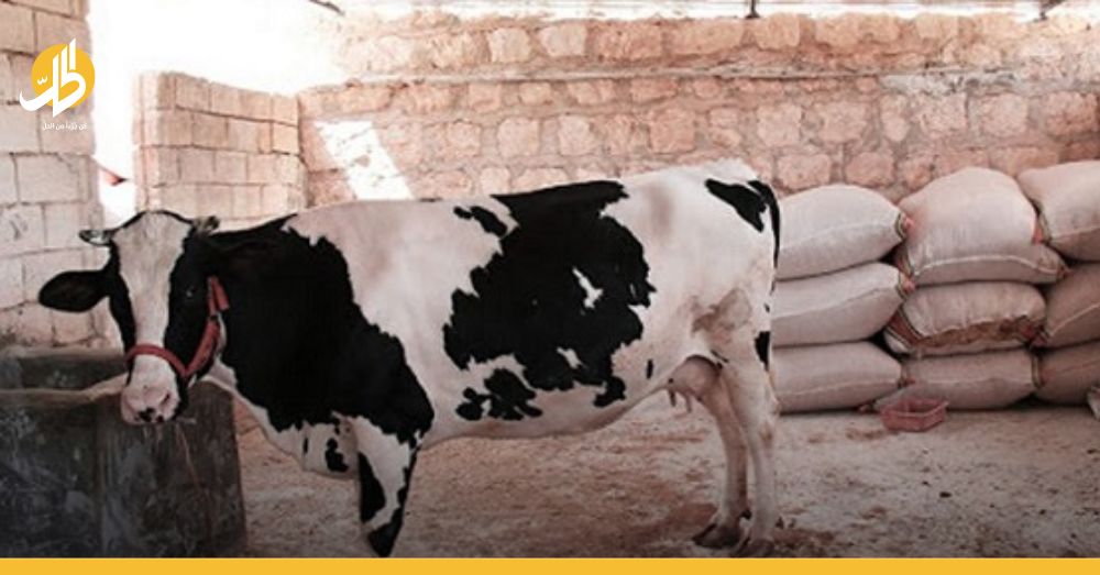 ارتفاع أسعار الأبقار في سوريا