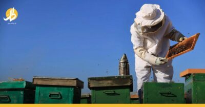مربو النحل في سوريا يذوقون المُر قبل العسل