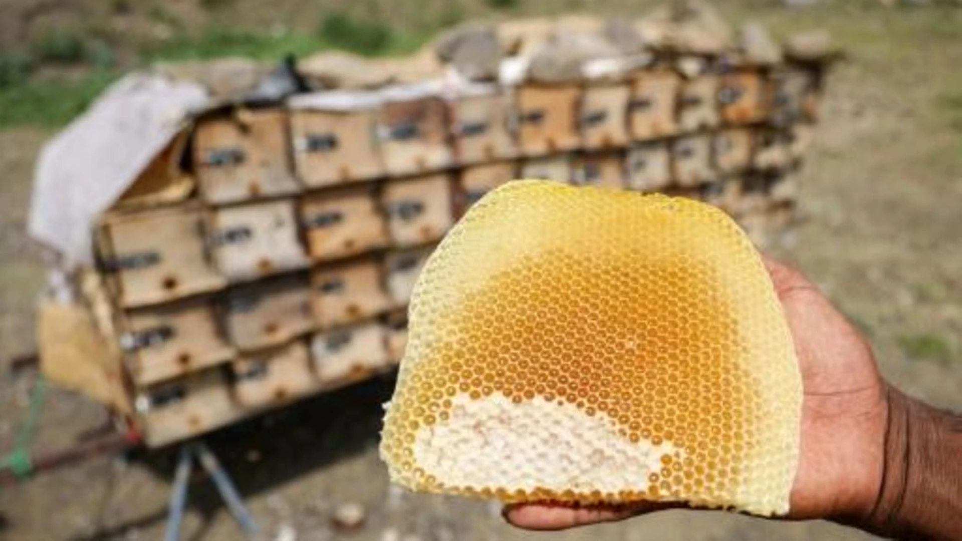 ضعف إنتاج العسل في سوريا - إنترنت