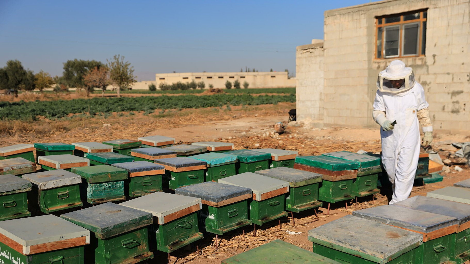 إنتاج العسل في سوريا يتراجع - إنترنت