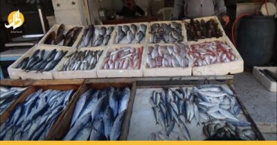 أسماك تباع بالملايين في الساحل السوري.. ما القصة؟