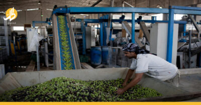 فوضى وارتفاع في الأسعار.. الحكومة فشلت في ضبط إنتاج زيت الزيتون في سوريا؟