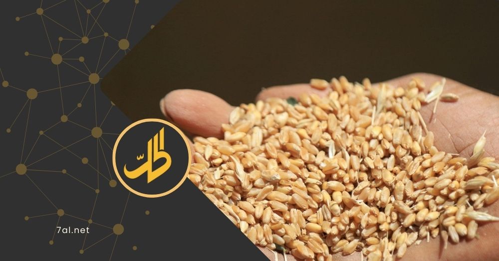 سوريا تطرح مناقصة دولية لشراء 100 ألف طن من قمح الطحين بالدولار