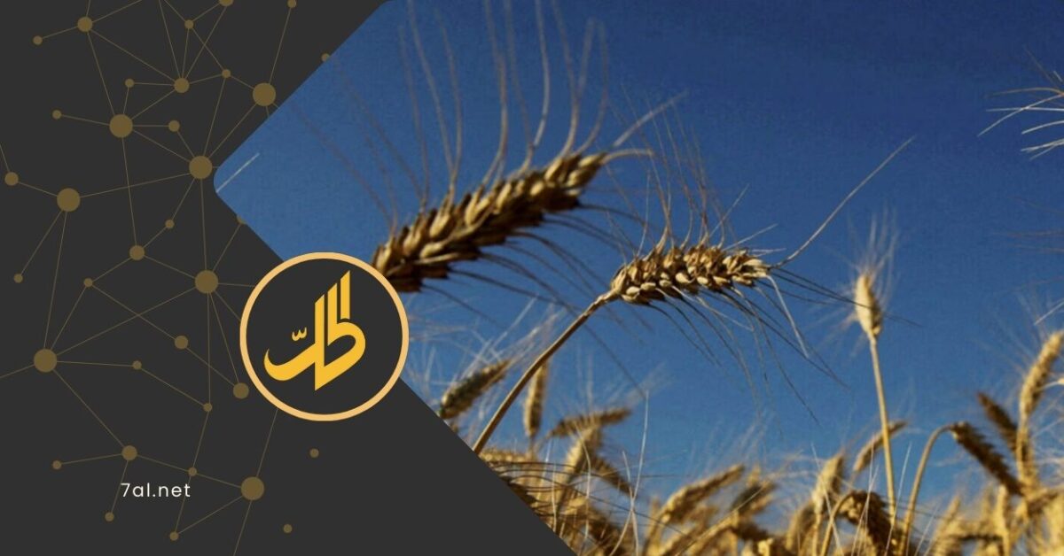أوكرانيا تواصل إرسال القمح لسوريا.. ماذا عن دور روسيا بعد الأسد؟