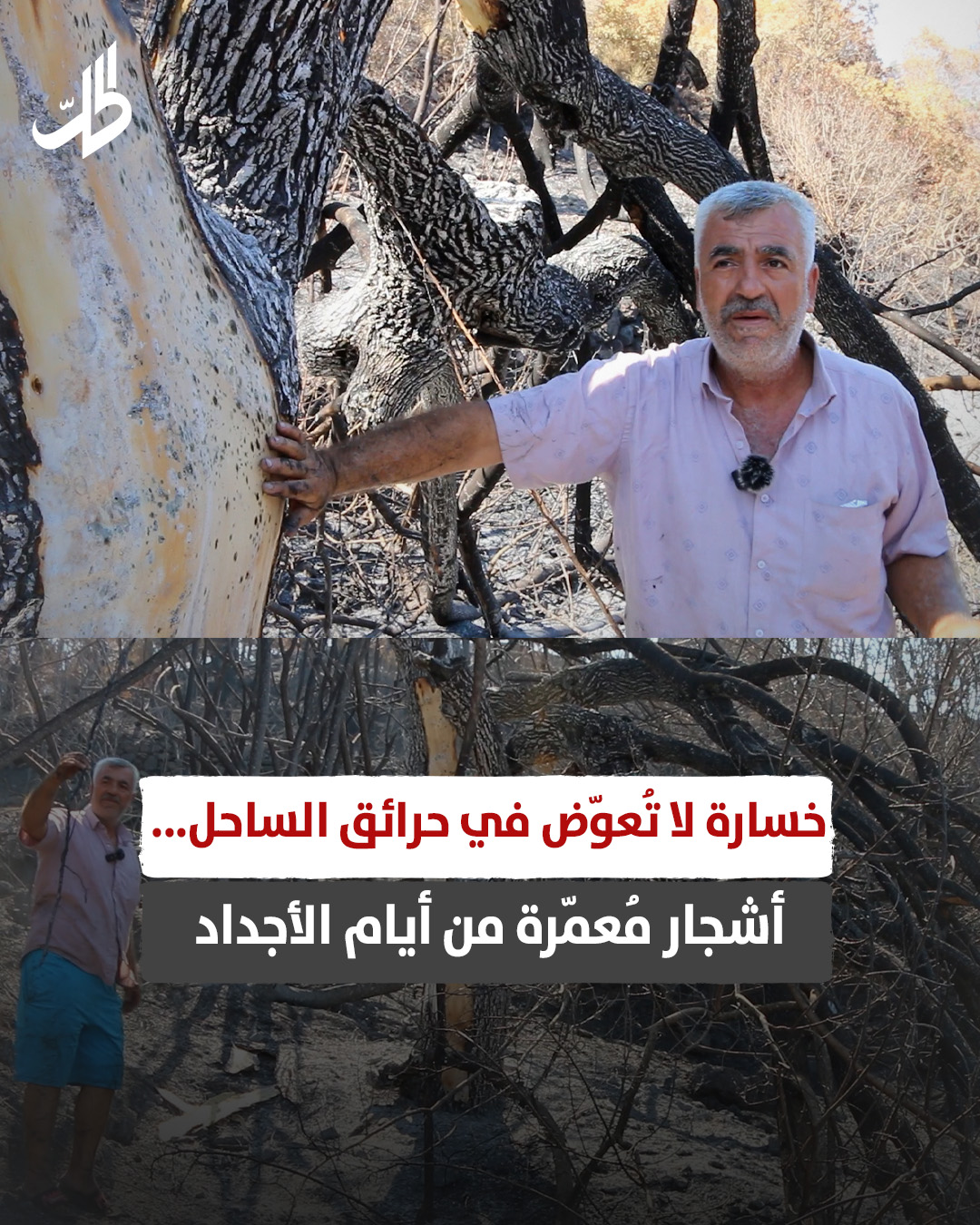 خسارة لا تُعوّض في حرائق الساحل... أشجار مُعمّرة من أيام الأجداد