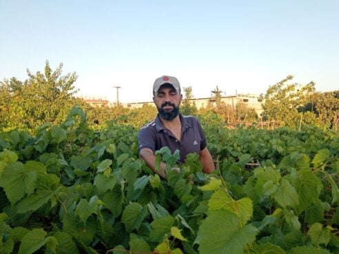 زراعة ورق العنب الفرنسي في الساحل السوري (خاص الحل نت)