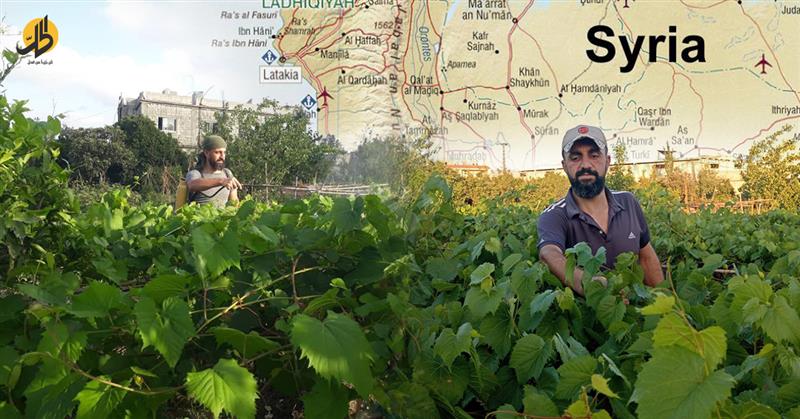 سكان الساحل السوري يواجهون تكاليف المعيشة بـ ورق العنب الفرنسي