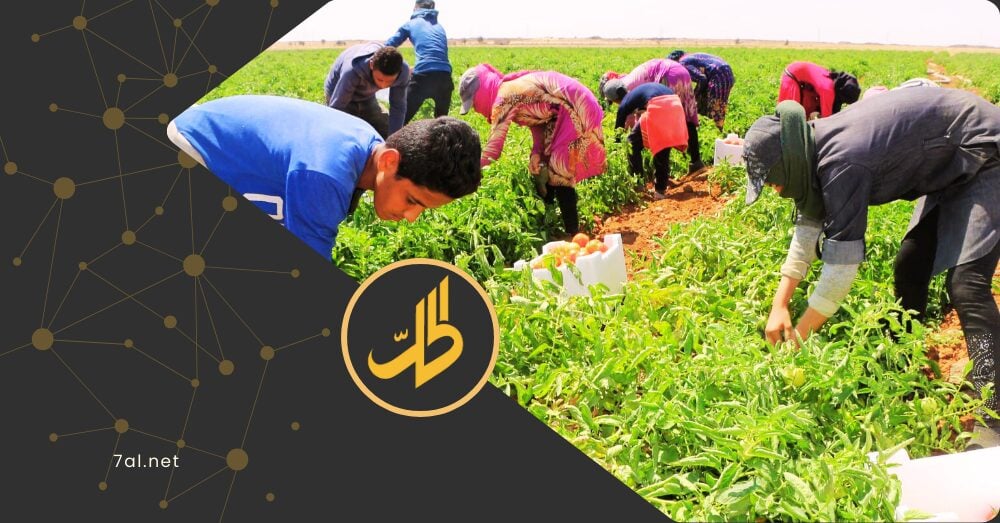 “المالية” تبحث تقديم قروض حسنة للمزارعين.. هل تحقق الأمن الغذائي السوري؟