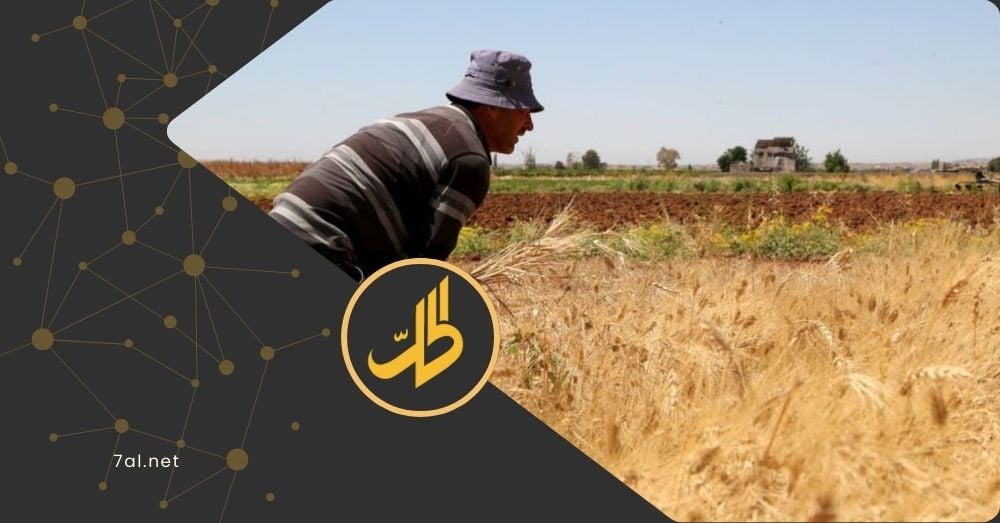 مسؤول سوري: خسائر القمح تصل إلى 40% والإنتاج لا يغطي سوى ربع الحاجة السنوية