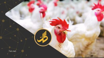 رمضان السوريين بلا “بروتين”.. أسعار الدواجن تقفز أكثر من 45% مقارنة بالعام الماضي