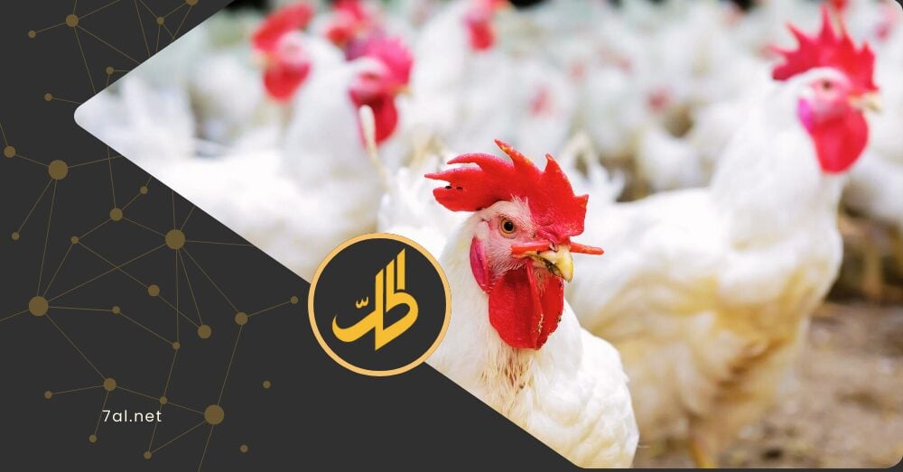 أسعار الدواجن
