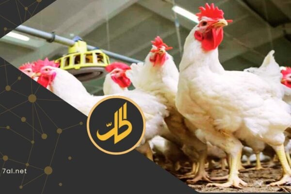 “طاعون الدجاج” في سوريا.. لغز التحذيرات الملغاة وحقيقة النفوق الجماعي بالمداجن