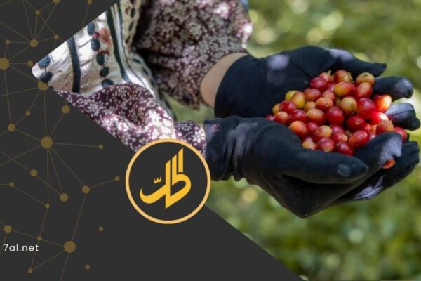 أرض بائرة وفؤوس مكسورة.. لماذا يواجه مزارعو اليمن شبح الفناء في 2026؟