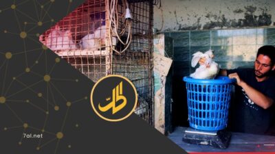 هل تُحاك مؤامرة على الدواجن السورية؟.. الفروج التركي يغرق السوق لصالح نافذين