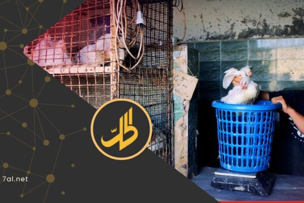 هل تُحاك مؤامرة على الدواجن السورية؟.. الفروج التركي يغرق السوق لصالح نافذين
