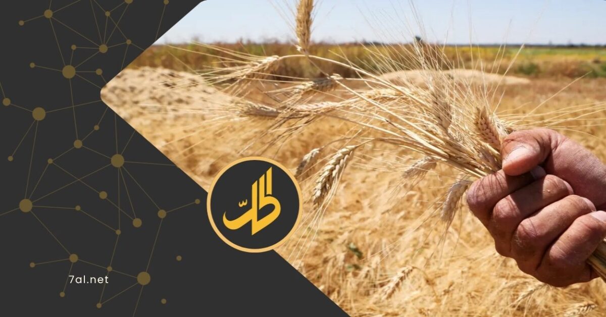 قرار مفاجئ يوقف سماد اليوريا: موسم القمح السوري في خطر