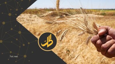 قرار مفاجئ يوقف سماد اليوريا: موسم القمح السوري في خطر
